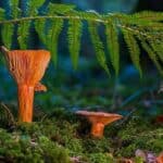 Natural Vegetation of Jammu and Kashmir