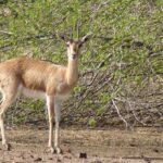 Top 10 Wildlife Sanctuaries in India