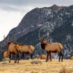 Significance of Wildlife Conservation