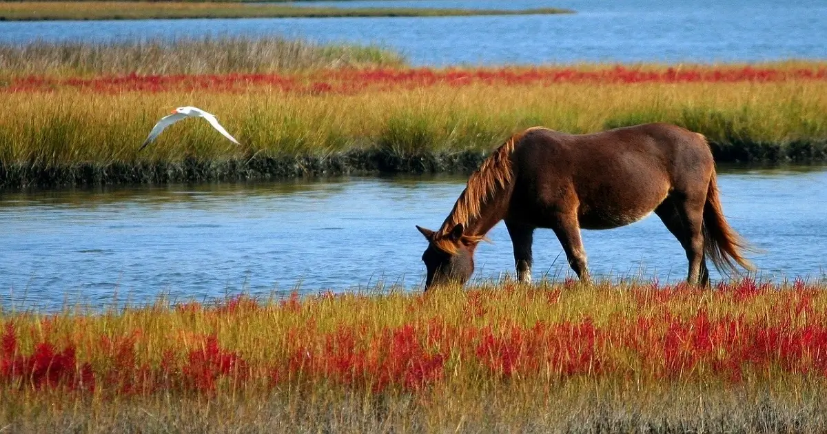 Wetland ecosystem with grazing animal and bird showing biodiversity and ecological balance