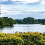 Healthy natural vegetation around a river showing biodiversity and ecological balance