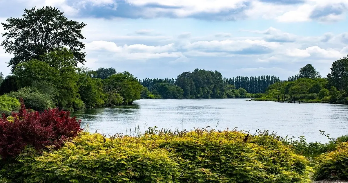 Healthy natural vegetation around a river showing biodiversity and ecological balance