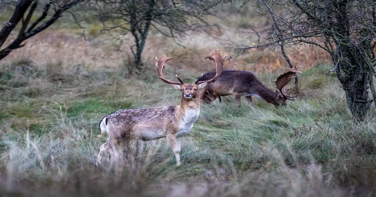 Wild deer grazing in a natural grassland habitat that supports ecological balance and wildlife conservation
