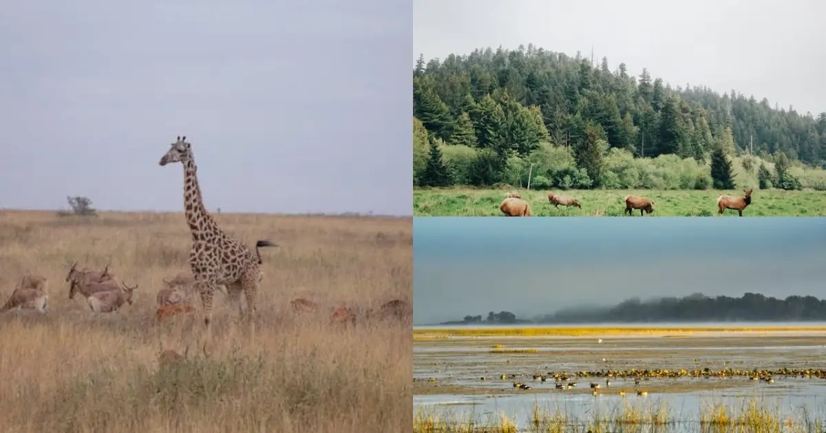 Forest, grassland, and wetland vegetation types supporting wildlife habitats across different ecosystems