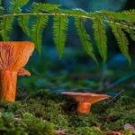 Forest flora and fungi in the natural vegetation of Jammu and Kashmir Himalayan ecosystem