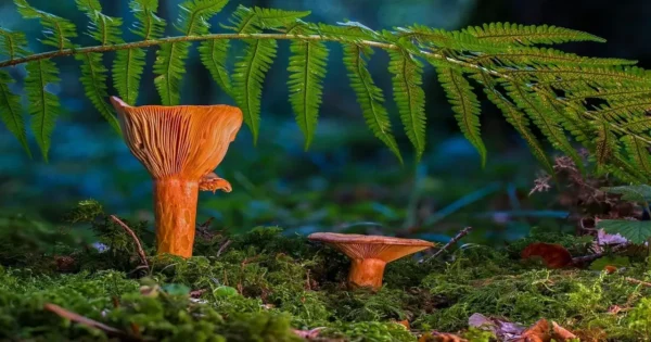 Forest flora and fungi in the natural vegetation of Jammu and Kashmir Himalayan ecosystem