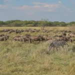 Grassland natural vegetation supporting wildlife habitat with grazing animals in an open ecosystem