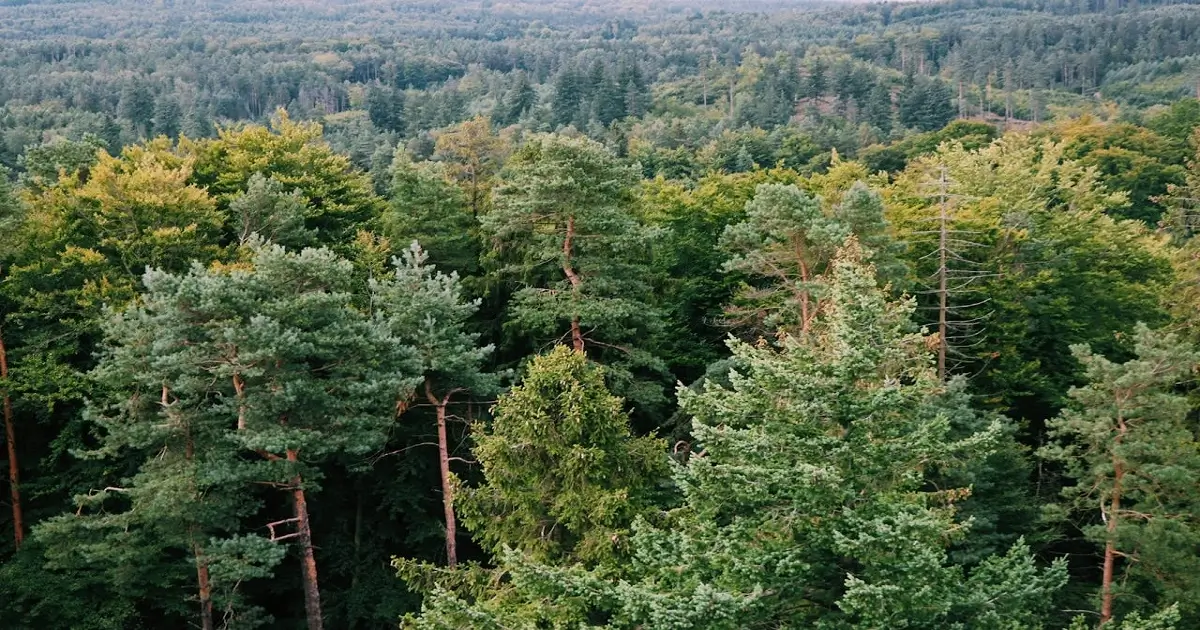 Dense temperate coniferous forest with evergreen trees in a mountainous landscape