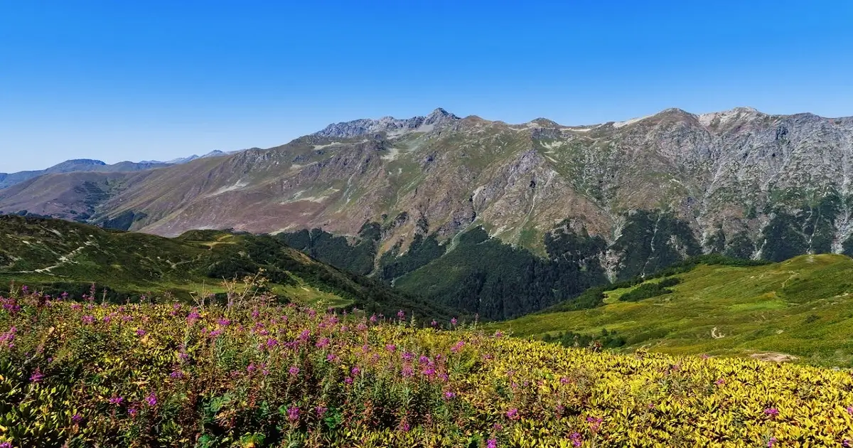 Alpine vegetation and wildflowers in the Himalayan landscape of Jammu and Kashmir