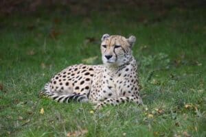 Sitting Cheetah 