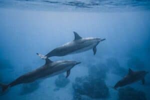 Dolphin protection project