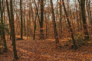 Dry Deciduous Forests- Types of vegetation in India 