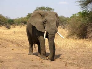 Elephant conservation effort