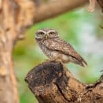 Majestic Forest Owl, an endangered species of bird, perched on a branch in its natural habitat