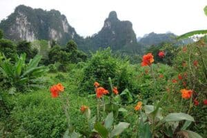 Mountain Vegetation-Type of vegetation in India