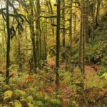 Natural Vegetation Types in India: A Glimpse into the Ecological Diversity