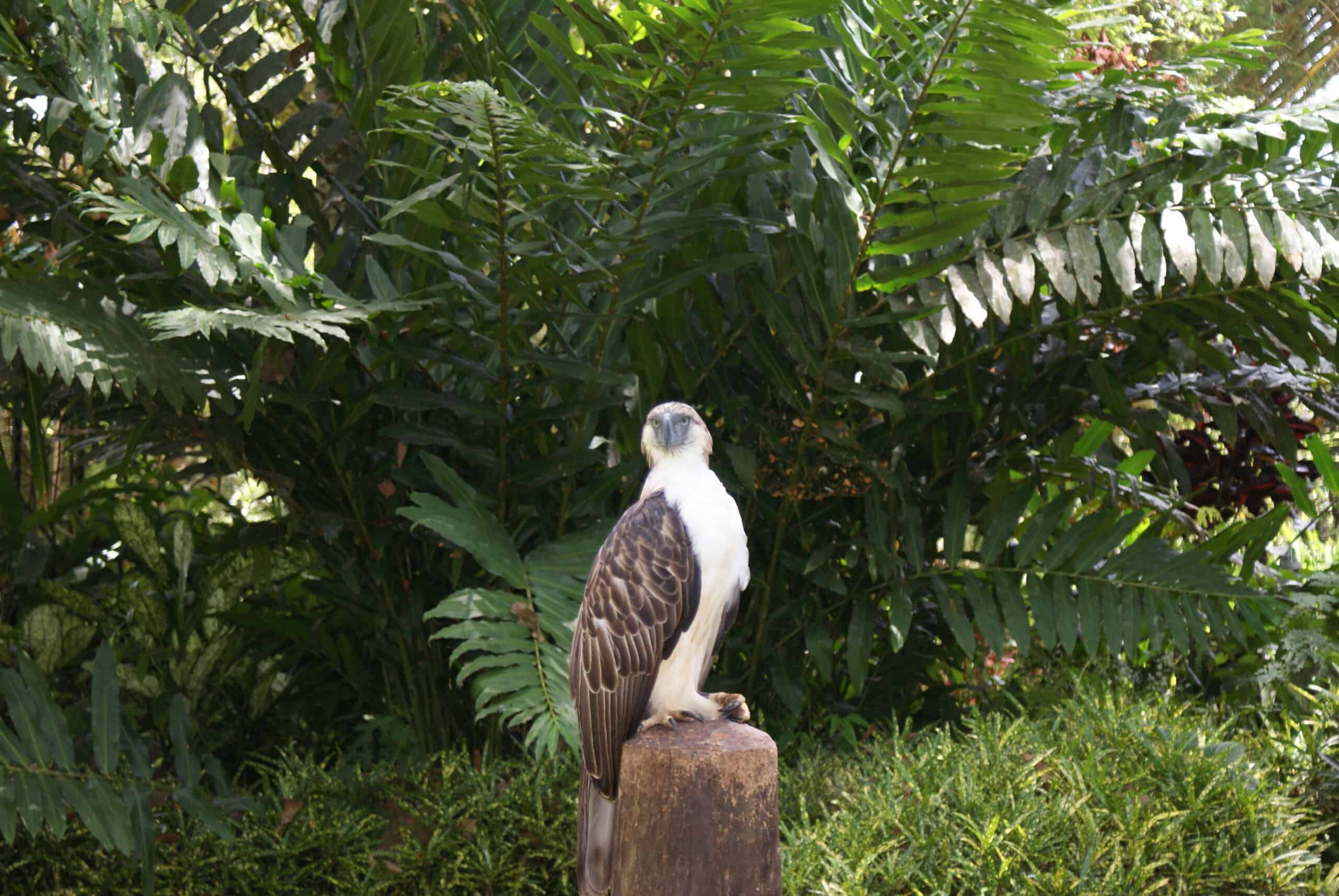 Majestic Philippine Eagle, an endangered species of bird, perched on a branch in its natural habitat