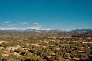 Semi-Desert vegetation