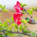 Biodiversity, Role & Importance