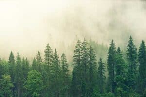 coniferous forests- Natural Vegetation of India
