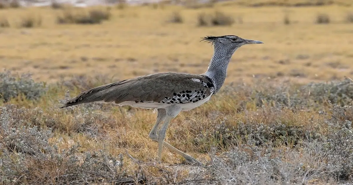 Great Indian Bustard standing in open grassland, a critically endangered bird species native to India