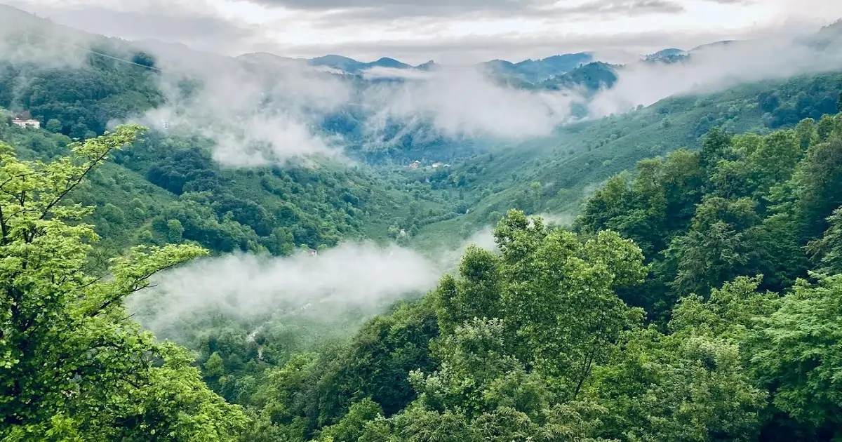 Misty forested hills and mountains showing a biodiversity-rich Himalayan ecosystem in India
