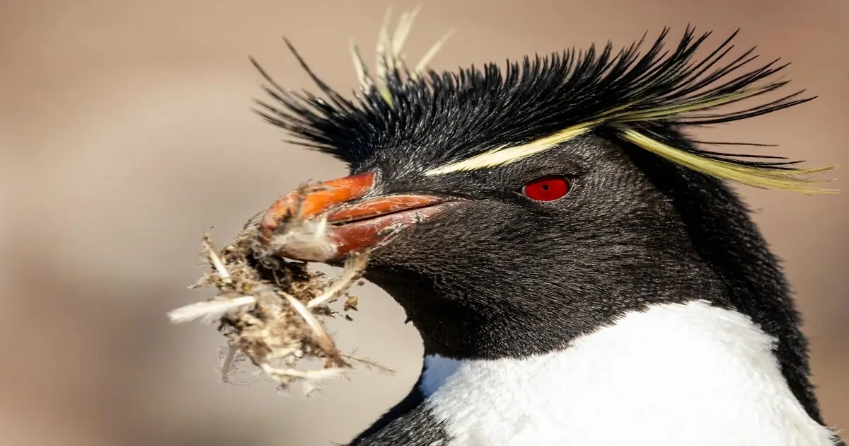 Yellow-eyed penguin with distinctive markings, an endangered bird species affected by habitat loss