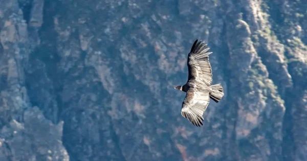California condor soaring over mountain landscape, a critically endangered bird species at risk