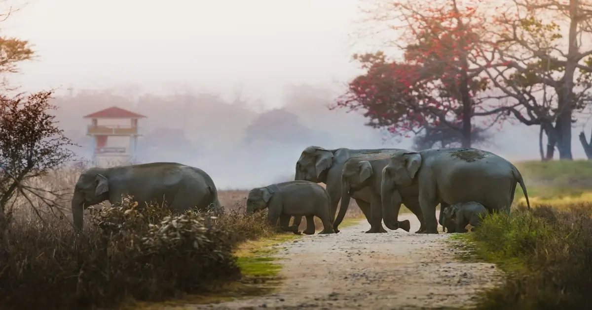 Wildlife conservation projects in India showing elephants moving through a protected forest area