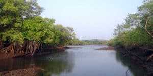 Mangrove Forest in India