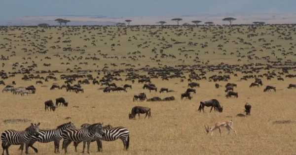 Grassland ecosystem showing zebras, wildebeest, and antelope living together in a biodiverse habitat