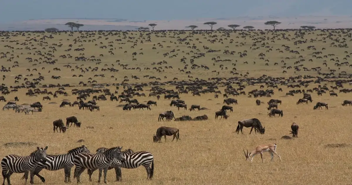 Grassland ecosystem showing zebras, wildebeest, and antelope living together in a biodiverse habitat