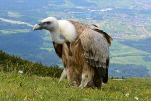 Vulture 