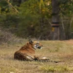 Wildlife conservation efforts in India showing tigers resting inside a protected forest habitat