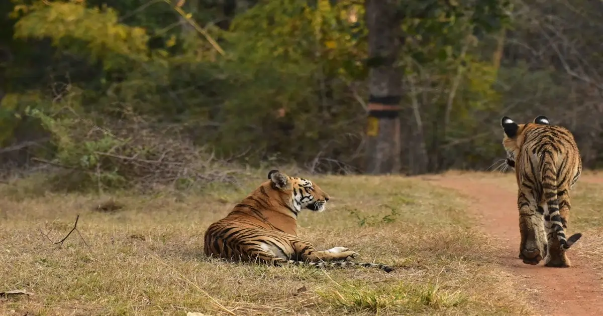Wildlife conservation efforts in India showing tigers resting inside a protected forest habitat