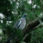 Wood pigeon, a native species in the Western Ghats, India – a biodiversity hotspot of unique fauna