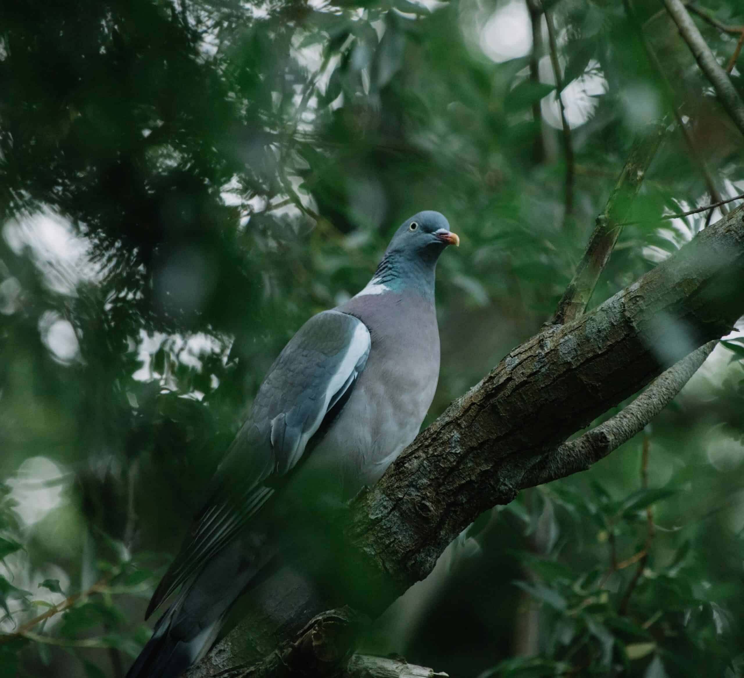 Wood pigeon, a native species in the Western Ghats, India – a biodiversity hotspot of unique fauna