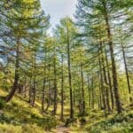 Lush forest landscape, highlighting the Urgency of Forest and Wildlife Conservation