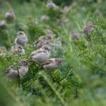 Sparrows perched on plants highlight the Differences between Flora and Fauna in harmonious coexistence