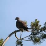 Preserving Biodiversity: A bird perched on a forest tree branch, highlighting the importance of forests