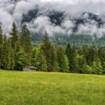 Lush green forest - embodying the importance and significance of forests for a thriving planet