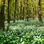 Diverse plant species showcasing the importance of plant diversity and conservation in ecosystems