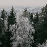 Coniferous Forest in India with towering Deodars, Pines, and Spruces under a clear sky