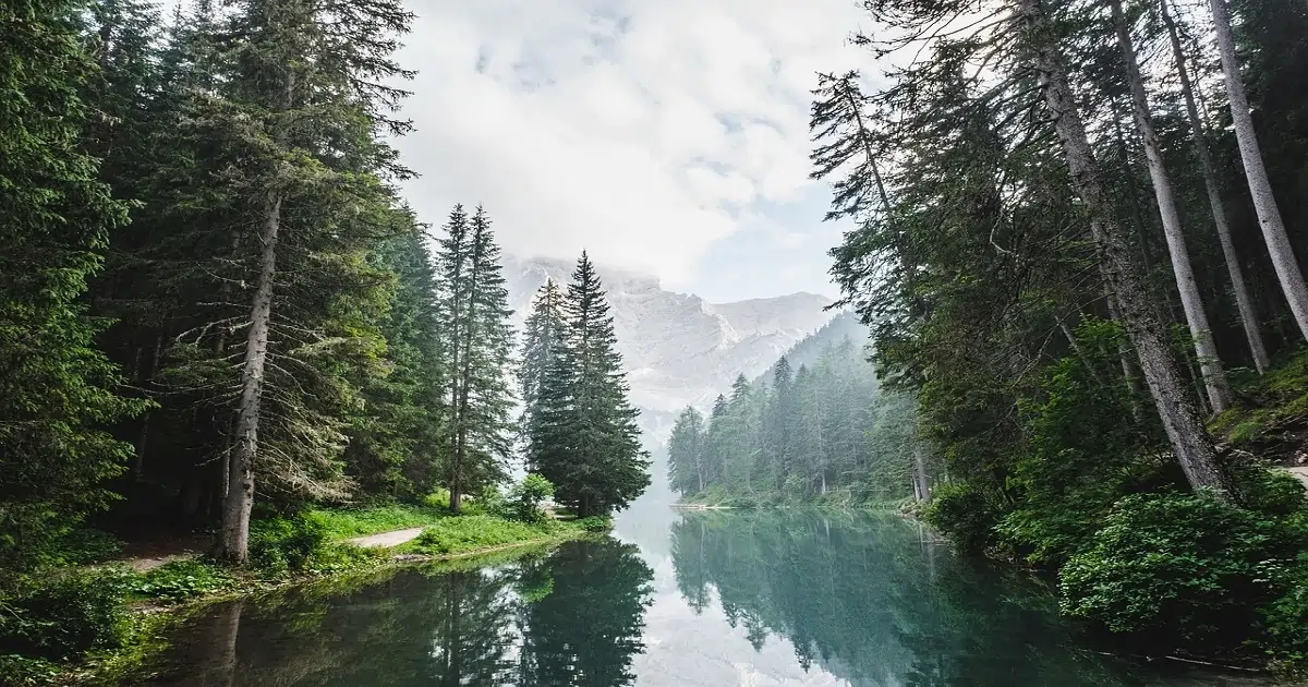 Himalayan coniferous forest in India with pine and deodar trees across mountain slopes