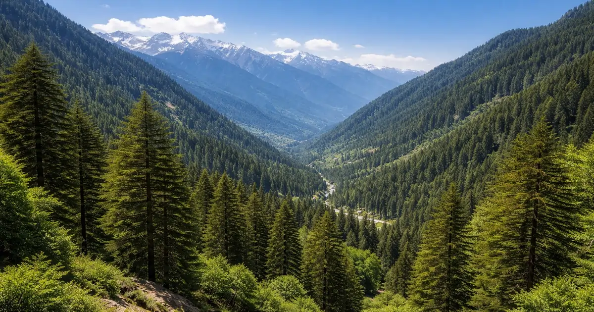Coniferous forests covering Himalayan valleys and mountain slopes in northern India