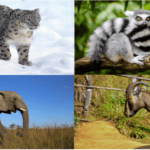 Images of Endangered Animals: A visual plea to protect these vulnerable species for a sustainable future