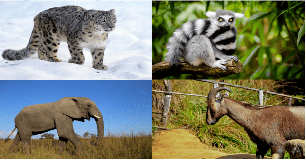 Images of Endangered Animals: A visual plea to protect these vulnerable species for a sustainable future