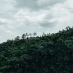 A vibrant tropical rainforest of India, showcasing lush greenery and diverse wildlife