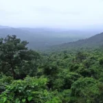Dense tropical rainforest in India covering forested hills with evergreen trees and rich green canopy