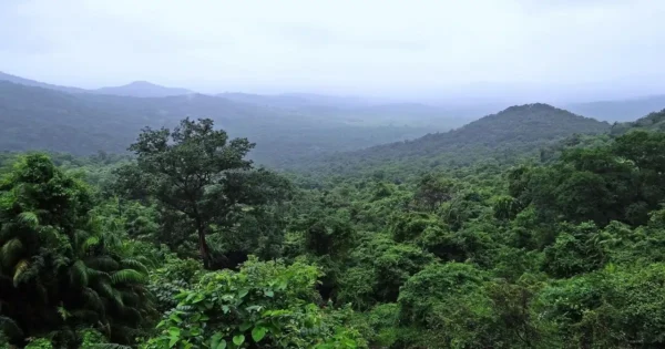 Dense tropical rainforest in India covering forested hills with evergreen trees and rich green canopy